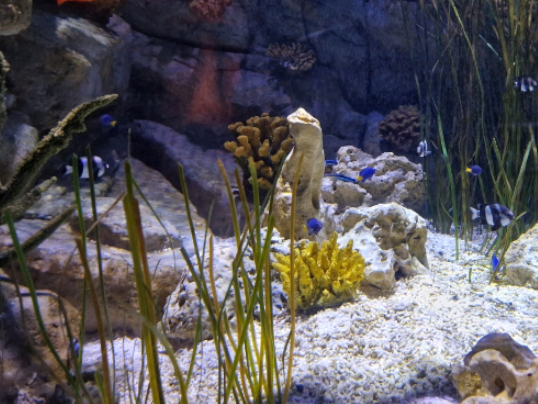 Sealife Londen